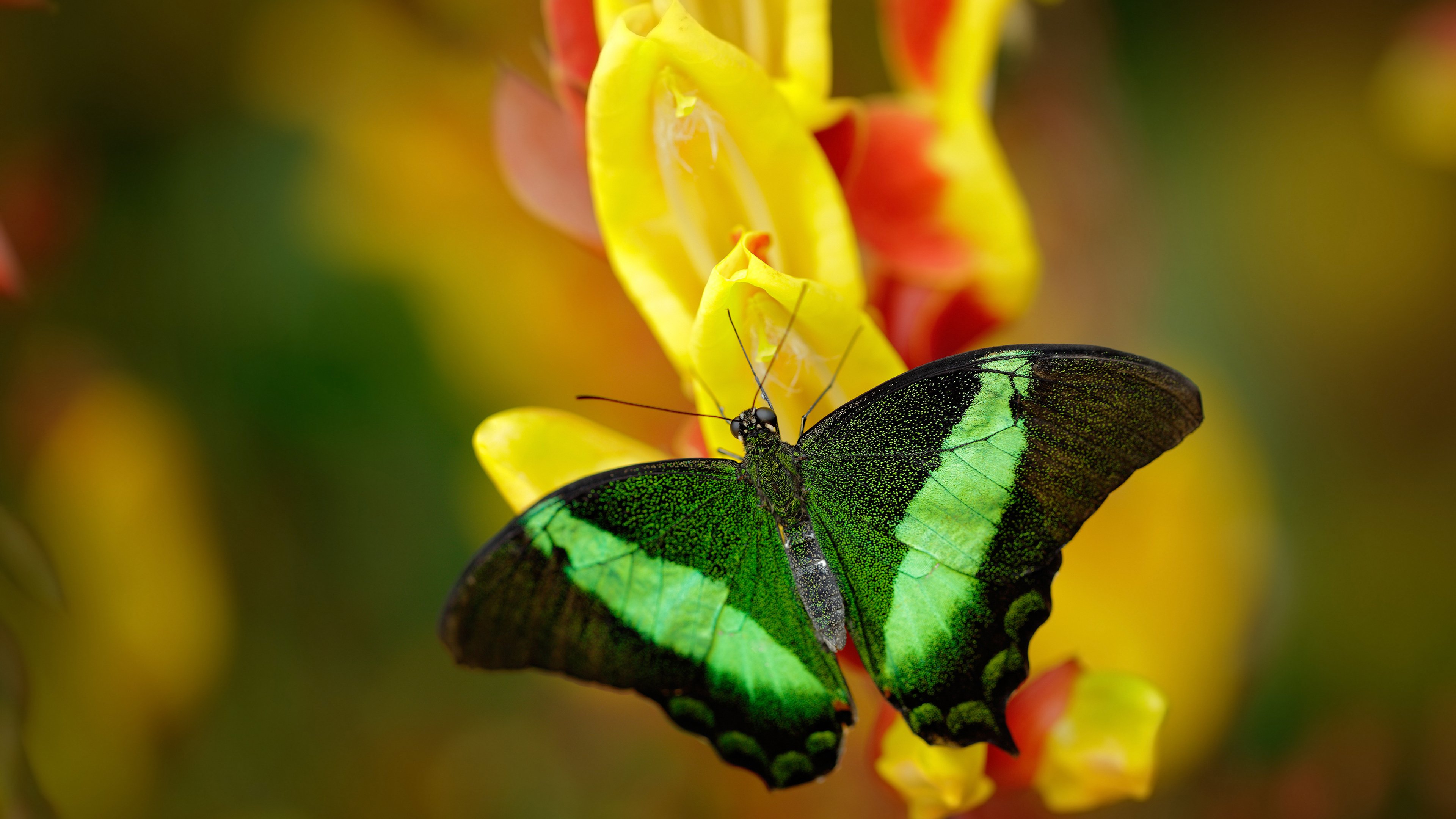 逆转之火，当保罗点亮麦迪逊花园的奇迹
