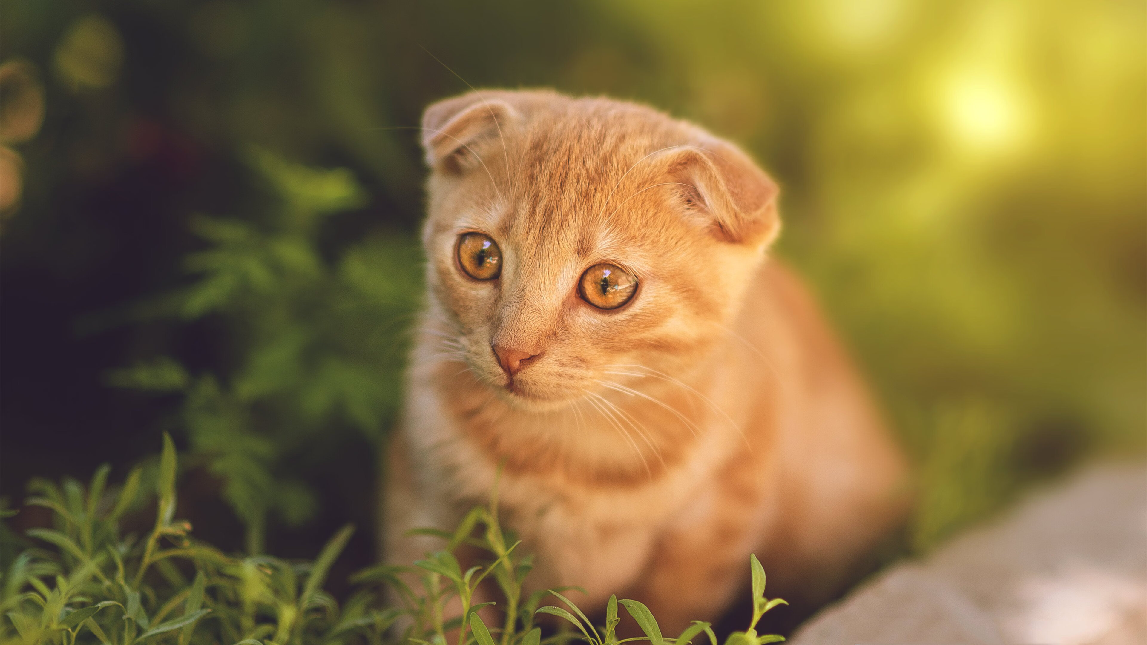 横扫东瀛!奥地利队的胜利密码,梁靖崑的扛鼎之力