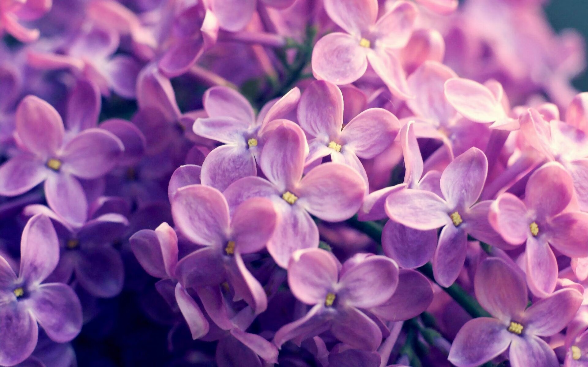 横比英雄，郑思维如何成为国羽的稳定锚