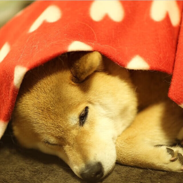 横扫与点燃，当欧洲铁骑邂逅亚洲羽焰