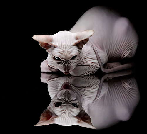 平行时空的绿茵神迹,当伊布在贝蒂斯对阵国际米兰时打出统治级数据