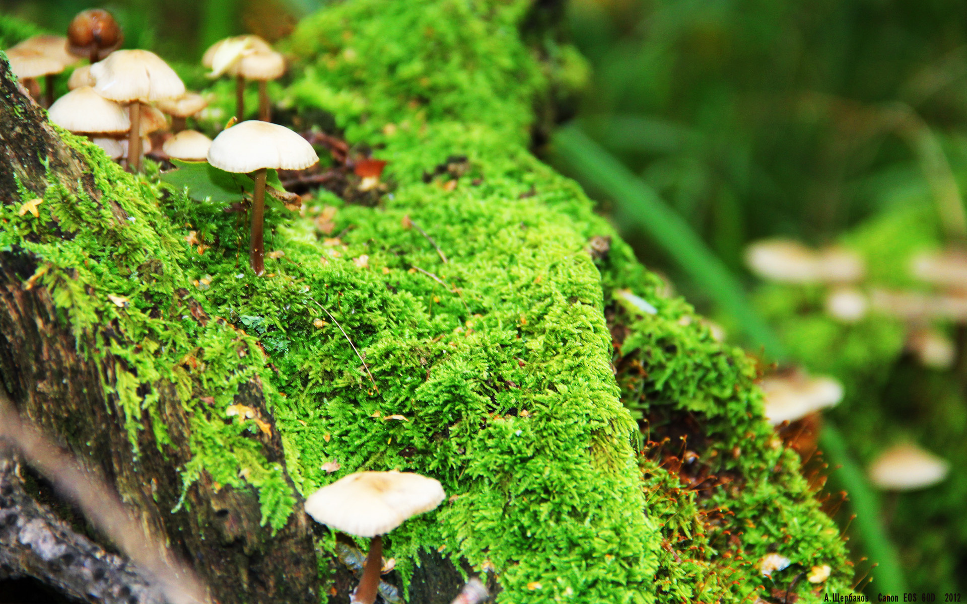 孤星破铁壁，伊萨克用北欧神话对抗瑞士钟表