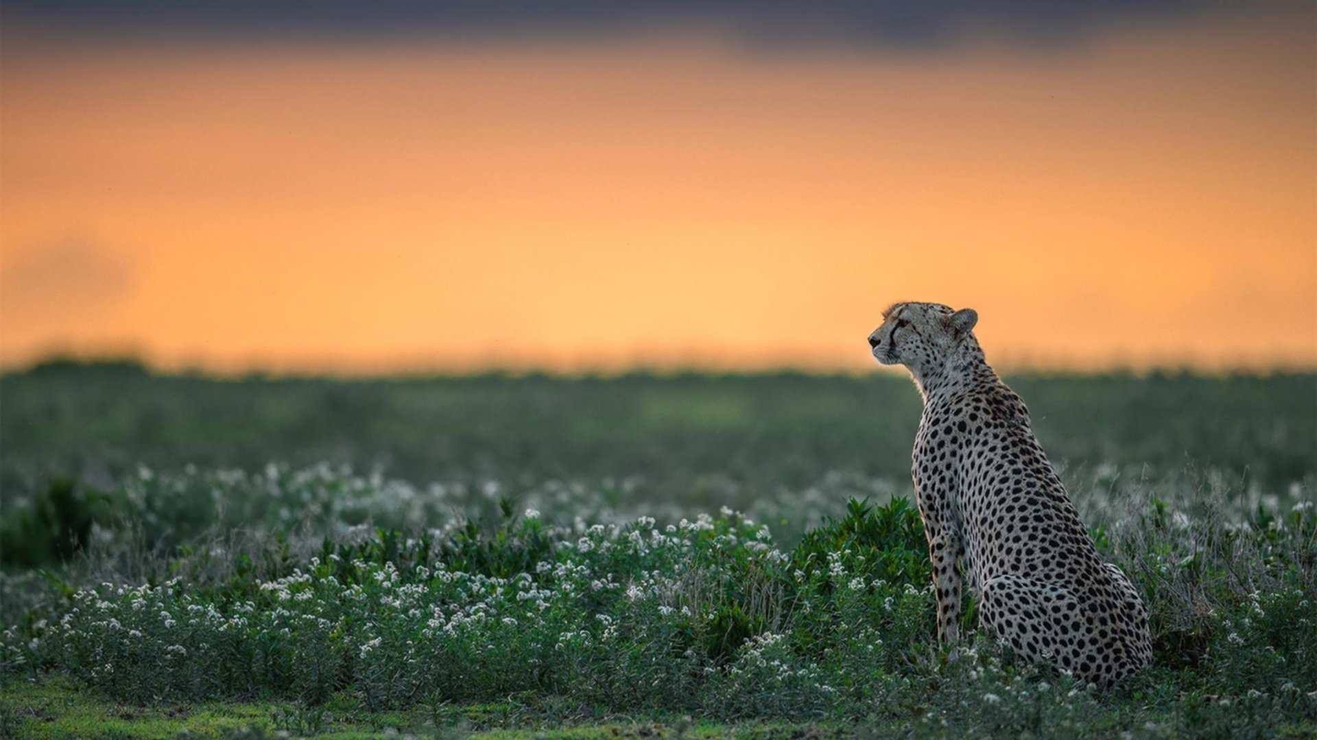 东决夜半空惊雷,利拉德三记超时三分,让悬念提前坠入密尔沃基的夜色