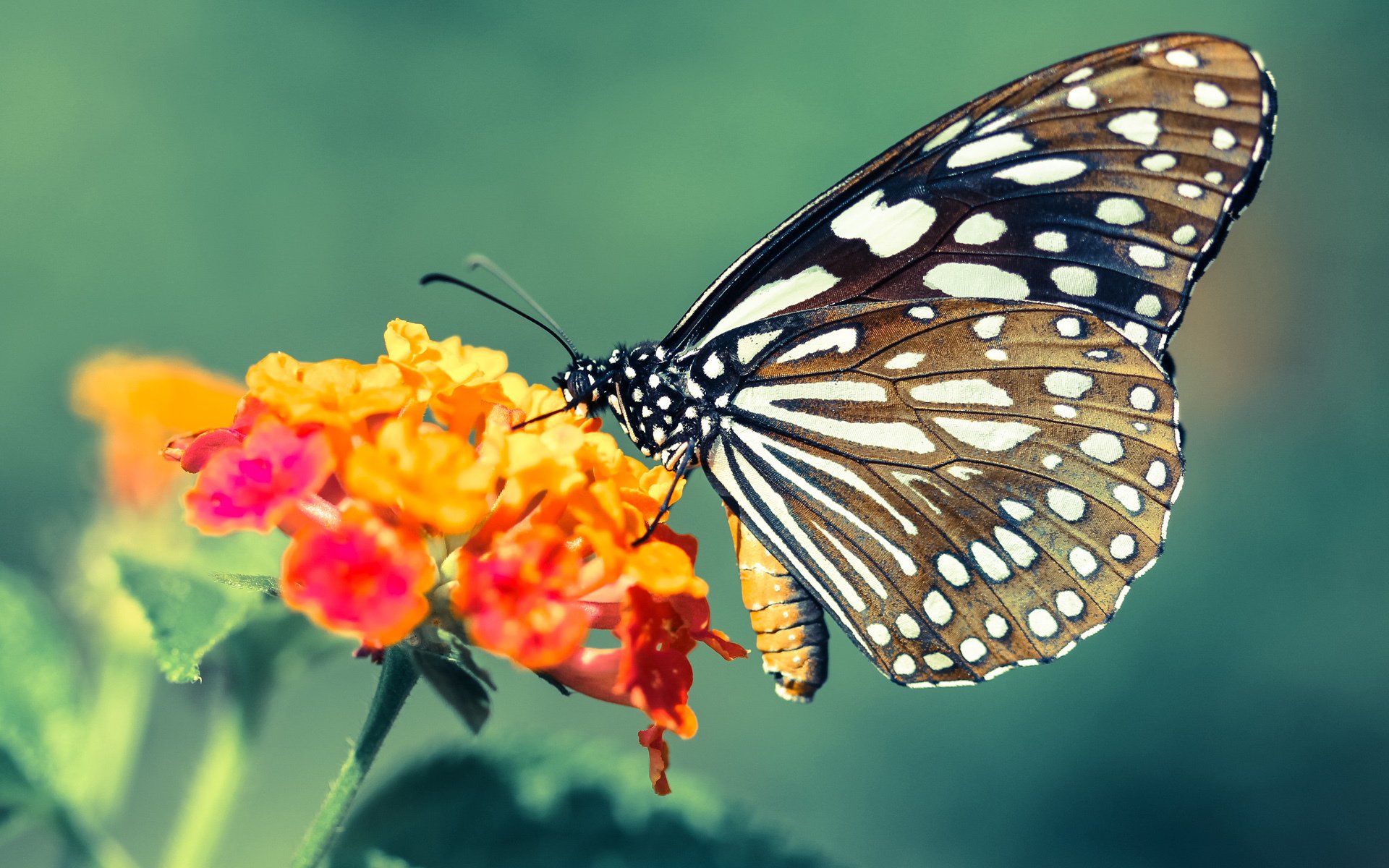 新大陆的足球革命，当贝林厄姆的爆发遭遇委内瑞拉式收割