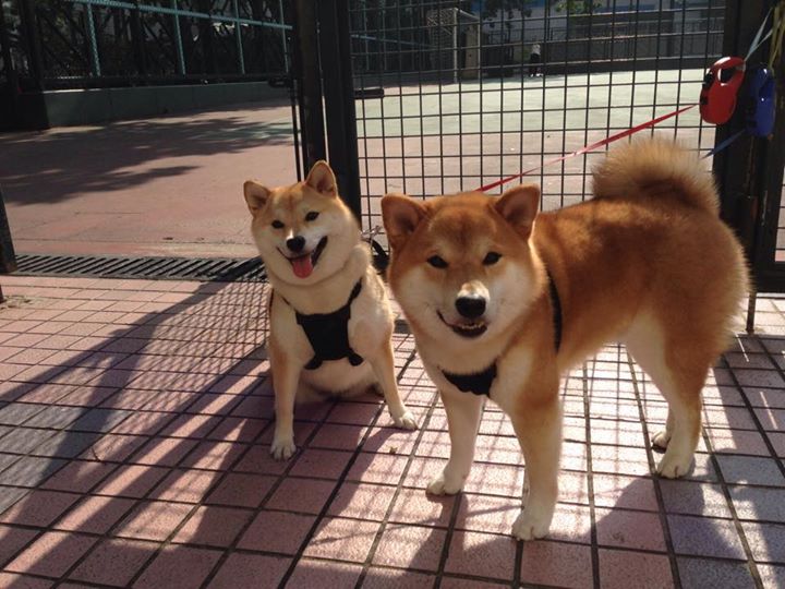 外来者的主宰，当加克波在马赛对阵加拿大的舞台上点亮黑夜