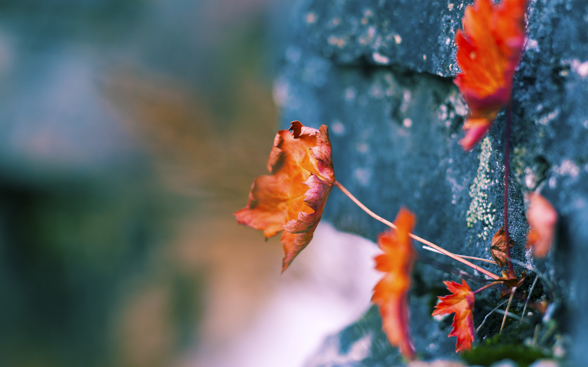 当钢铁防线遇见致命一击，塔图姆化身凯尔特人版乔治强压篮网