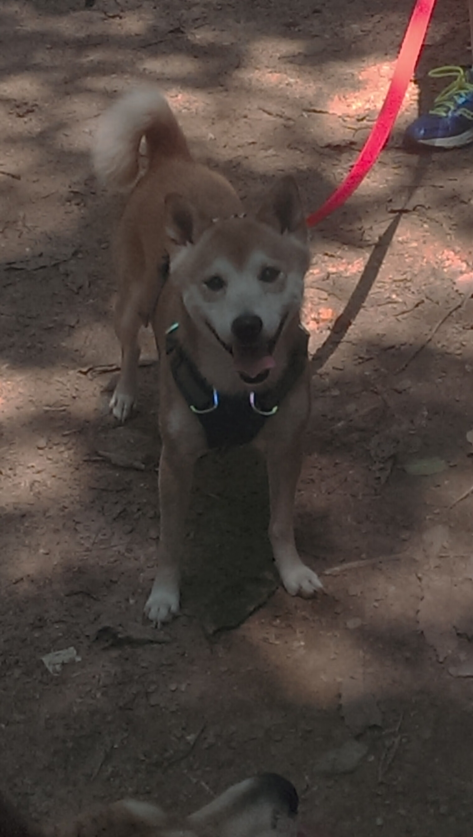 1-0主义复兴！罗德里暗夜刺杀，克洛普给波切蒂诺上了堂效率课