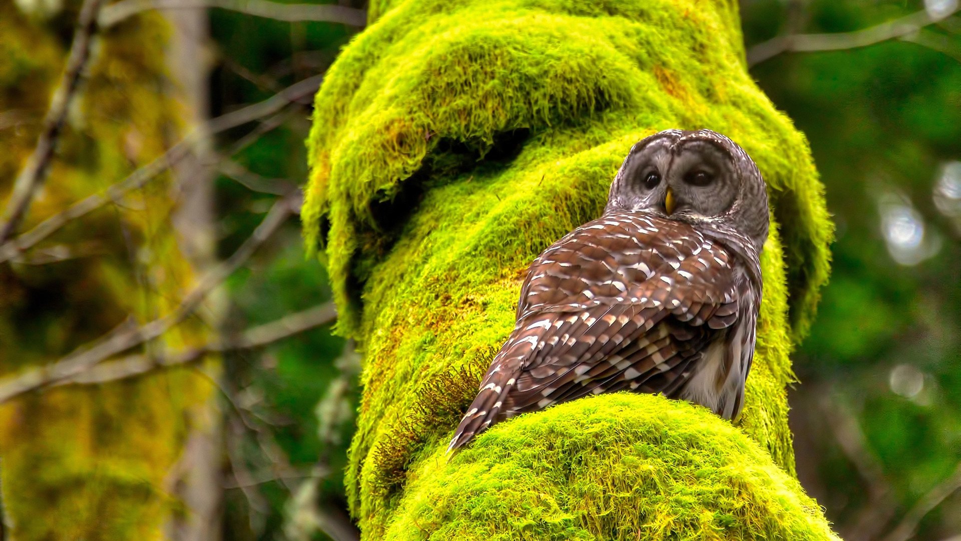 悬念与碾压，从西甲国家德比的窒息感，到土耳其稳控几内亚的绝对掌控