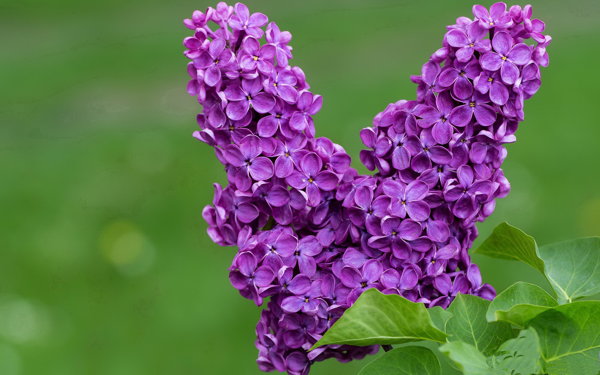 雷霆125秒风暴，文班亚马用极致天赋改写比赛定义