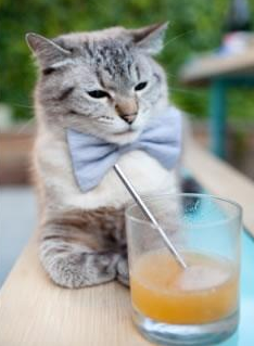 太阳风暴席卷南粤惊雷，福克斯一剑封喉定乾坤