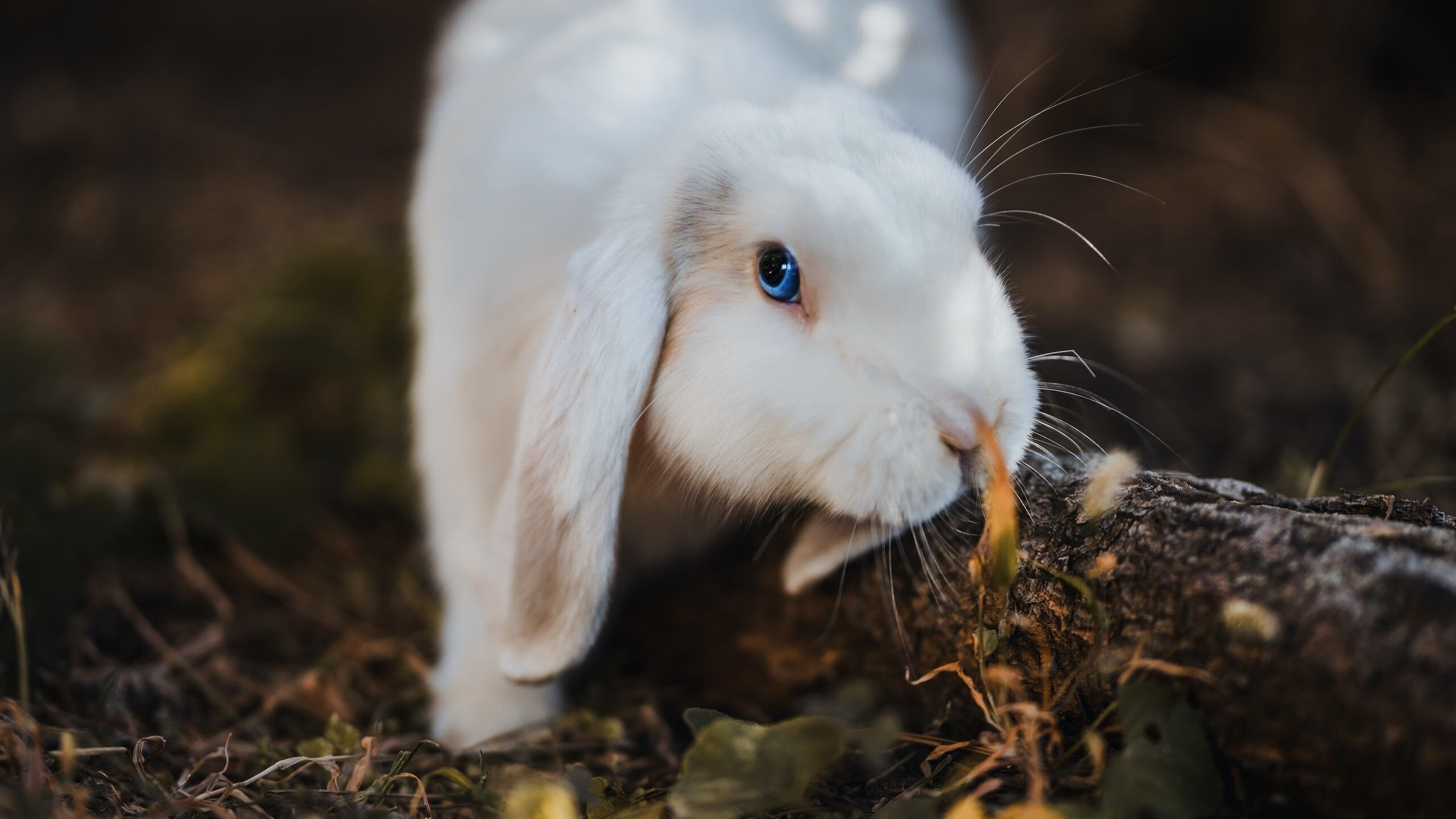 当雄狮遇见瓜拉尼，友谊赛一夜，与阿尔瓦雷斯的破晓时分